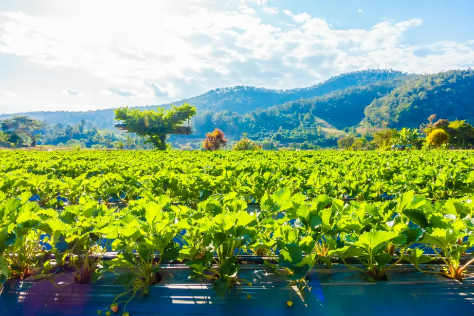 strawberry field 1 (1)